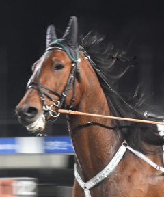 Ugly Duckling 171206-6